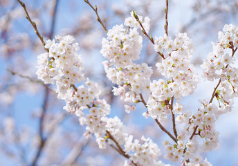 Beautiful white sakura blooming in the spring in Japan.