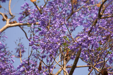 Fotografía de flores moradas 