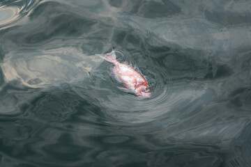 Died fish floating on water surface, Ecosystem and environmental problem from contaminated water. 