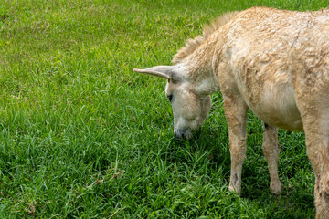 Beautiful closeup view of a Donkey in a petting zoo