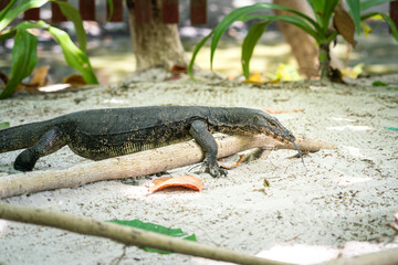 A small komodo dragon lizard is crawling across the sand ground in rainforest jungle. Animal creature in nature portrait photo.