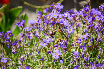 Fototapeta premium flowers in the garden with a tiny Bug 
