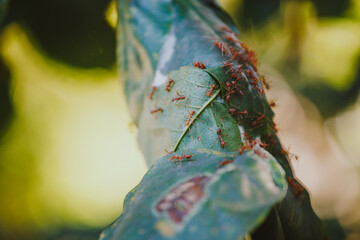 Close up inside ant's nest, giant red ants protect ant eggs 
and ant pupae on nest made from green leaf with blurred background