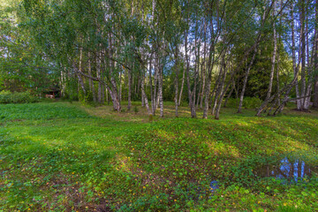 Fototapeta premium Birches from Karelia famous for their wood structure in the Kivach Natural Reserve Park
