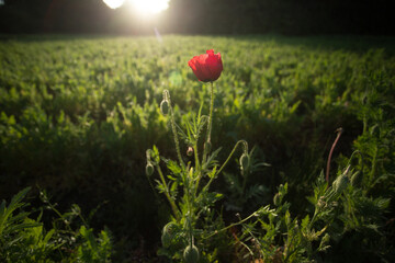 朝日で照らされる一輪のポピー