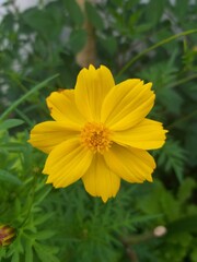 yellow flower