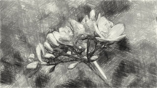 art drawing black and white of Jatropha integerrima flower in nature garden