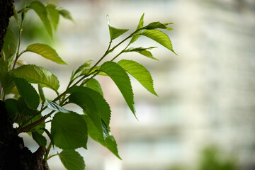 桜・夏・葉桜・新緑・アップ