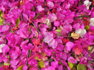 Fallen Bougainvillea flowers on the ground mixed with fallen leaves.