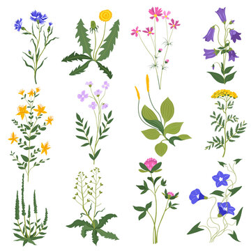 Grass flowers and bushes, wildflowers leafy botany