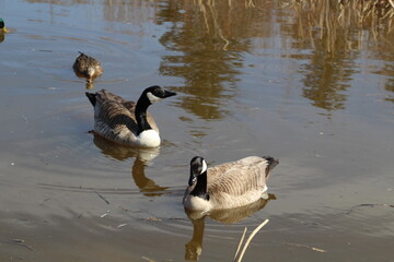 Waterfowl On The Lake, Gold Bar Park, Edmonton, Alberta