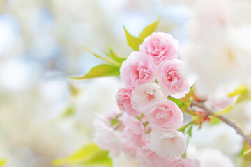 Fototapeta na wymiar 二条城の桜　満開の松月