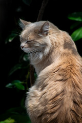 Cat in nature, being free, without disturbing its environment, photograph taken in calpulalpan Tlaxcala on April 30, 2021