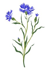 Fototapeta na wymiar Cornflower decorative wildflower in blossom vector