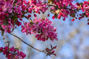 Ornamental malus apple tree plant flowering during springtime, toringo scarlet bright purple leaves and pink flowers in bloom