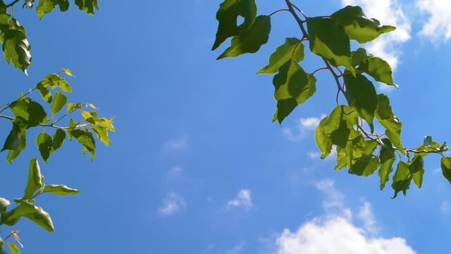 Tree branches with green leaves moving on wind over blue sky with white clouds 