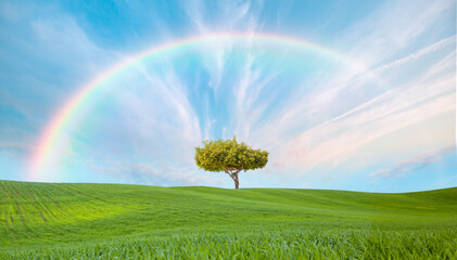 Fototapeta na wymiar Beautiful landscape with green grass field and lone tree in the background amazing rainbow