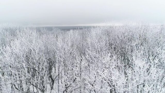 Flight along the snowy forest in winter
