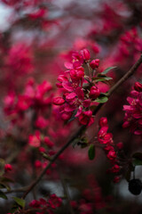 red blossom