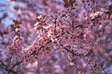 Drzewo wiśni - wiosna