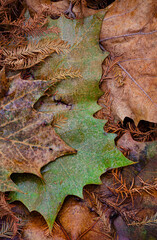 600-58 Sycamore Leaves & Cypress Needles