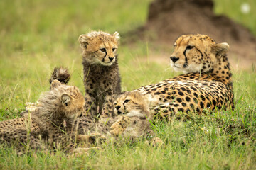 Obraz na płótnie Canvas Cheetah lies on grass by three cubs