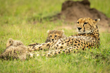 Cheetah lies in grass with two cubs