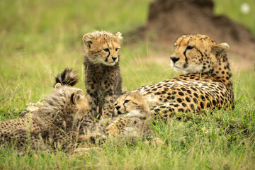 Cheetah lies on grass with three cubs