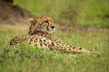 Cheetah lies near termite mound in grass