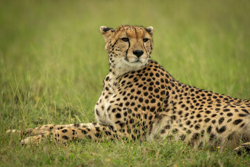 Cheetah lies on short grass turning head