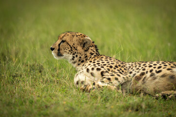 Cheetah lies lifting head to look left