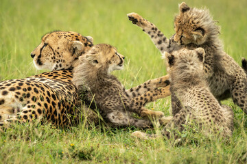 Cheetah lies ignoring three cubs play fighting