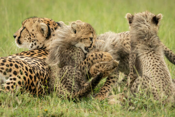 Cheetah lies with three cubs play fighting