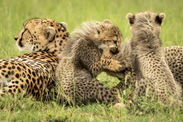 Cheetah lies by three cubs play fighting