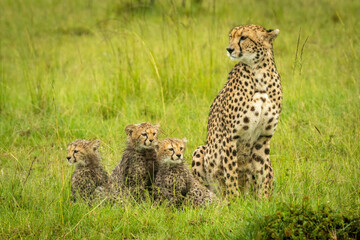 Cheetah sits by three cubs in grass