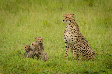Cheetah sits near three cubs in grass