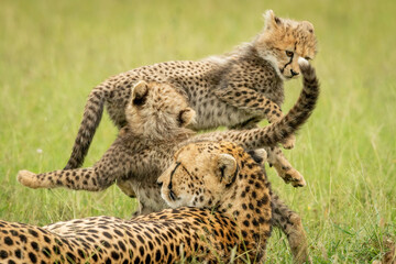 Cheetah lies by two cubs play fighting