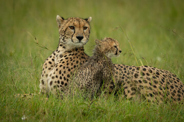 Cheetah lies with wet cub in rain