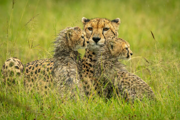 Cheetah lies on grass with wet cubs