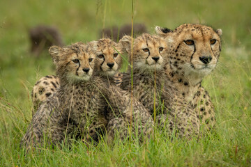 Cheetah lying with three cubs in rain
