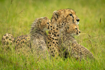 Cheetah lies with wet cubs in rain