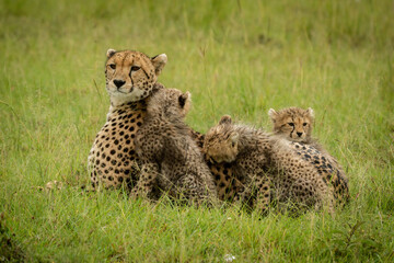 Cheetah lying in grass with three cubs
