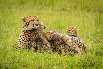 Cheetah lies in grass with three cubs