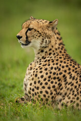Cheetah lies in short grass facing left