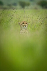 Cheetah sits staring ahead in blurred grass