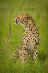 Cheetah sits in long grass looking left