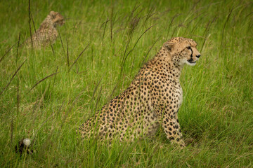 Fototapeta na wymiar Cheetah sits in long grass near cub
