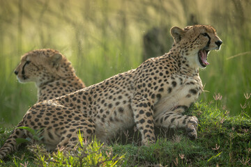 Cheetah lies yawning beside another in grass