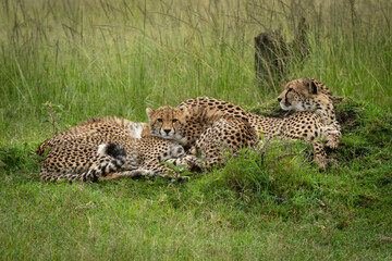 Fototapeta na wymiar Cheetah lies with two cubs on grass