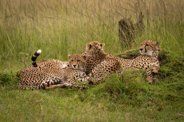 Cheetah lies with two cubs in grass